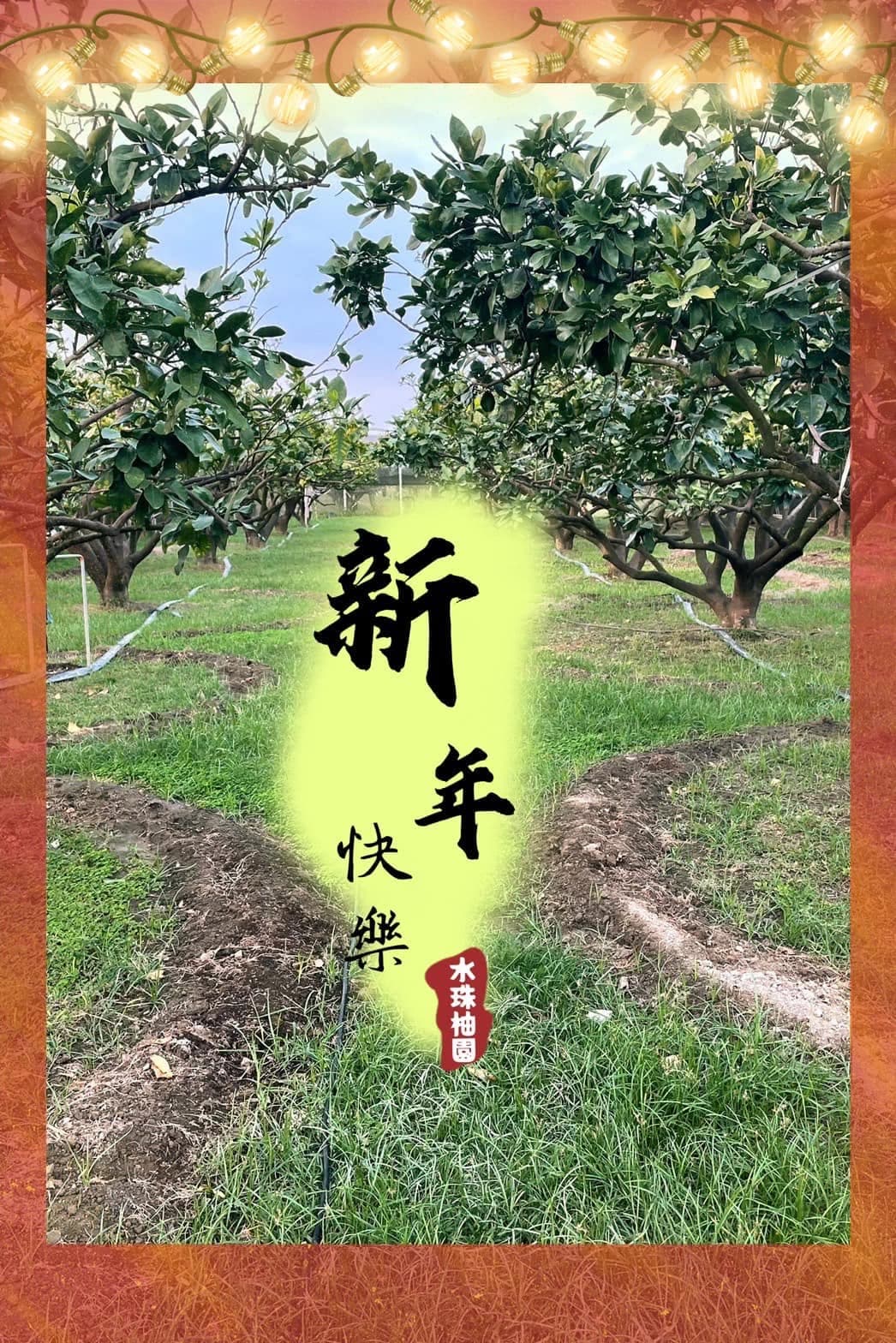 春節新景・冬去春來老樹生機