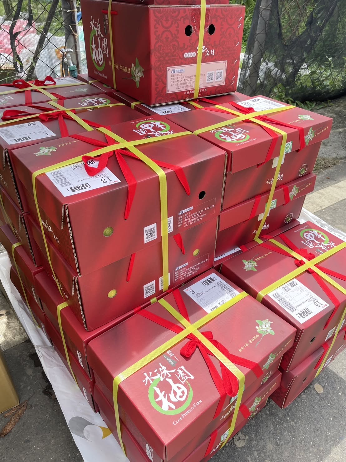 陽光洗禮・金黃光斑遍灑葉間